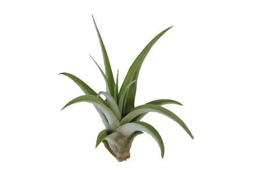 Aquafleur Tillandsia Capitata Peach