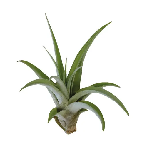 Aquafleur Tillandsia Capitata Peach