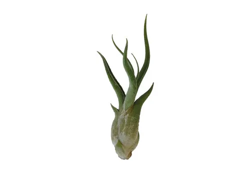 Aquafleur Tillandsia Caput Medusae