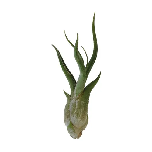 Aquafleur Tillandsia Caput Medusae