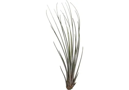 Aquafleur Tillandsia Juncea