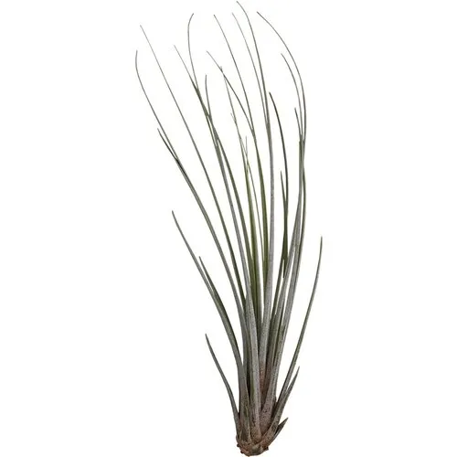 Aquafleur Tillandsia Juncea