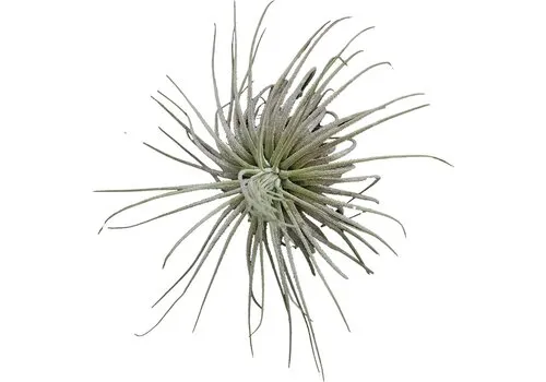 Aquafleur Tillandsia Magnusiana
