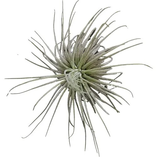 Aquafleur Tillandsia Magnusiana