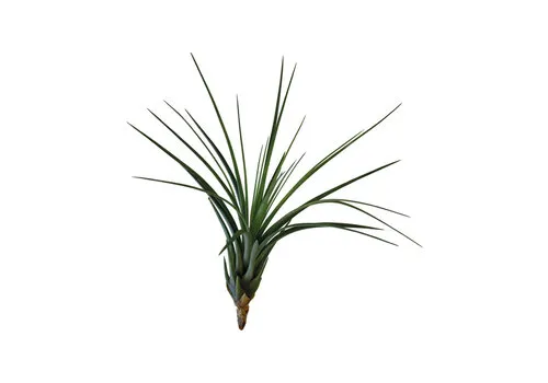 Aquafleur Tillandsia Melanocrater Tricolor