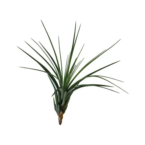 Aquafleur Tillandsia Melanocrater Tricolor