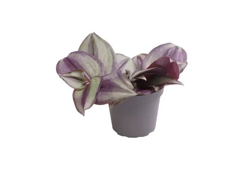 Aquafleur Tradescantia Zebra | In 5 cm pot
