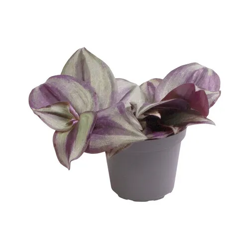 Aquafleur Tradescantia Zebra | In 5 cm pot