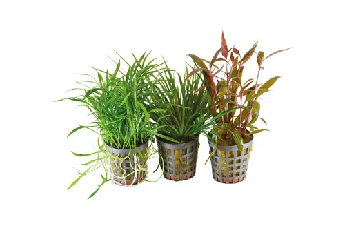 BIOART 3 Stuks Combi-pack 1
