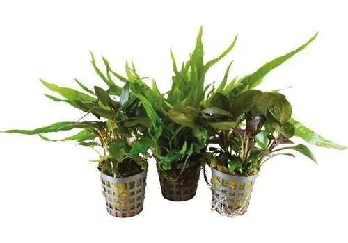 BIOART 3 Stuks Combi-pack 2