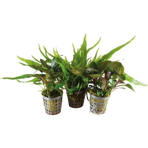 BIOART 3 Stuks Combi-pack 2