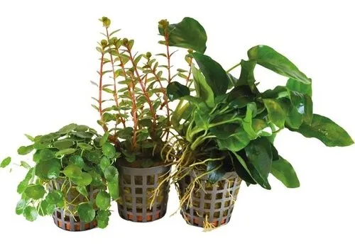 BIOART 3 Stuks Combi-pack 3