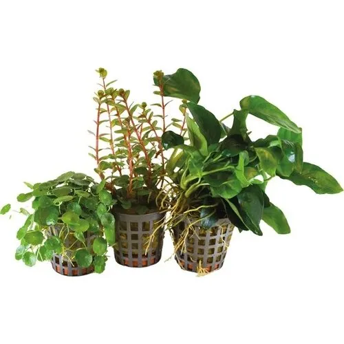 BIOART 3 Stuks Combi-pack 3