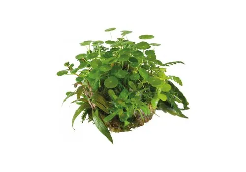 BIOART Bal Hydrocotyle Verticillata