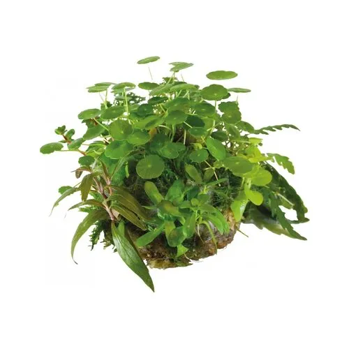 BIOART Bal Hydrocotyle Verticillata