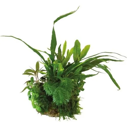 BIOART Bal Microsorum Pteropus