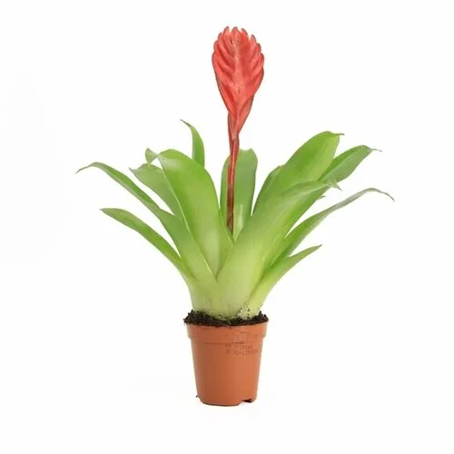 Moerings Vriesea Bromelia in 5 cm pot