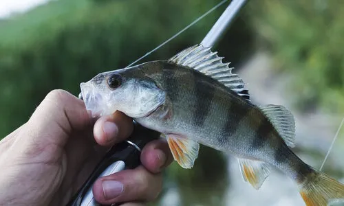 Slimme tips om baars te vangen met een Ultra Light hengel