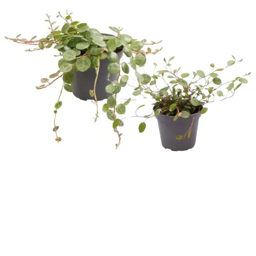 Hangende planten