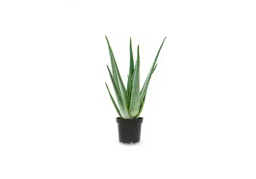 Junai.nl Aloe Vera | In 12 cm pot