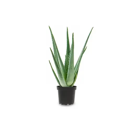 JUNAVERA Aloe Vera | In 12 cm pot