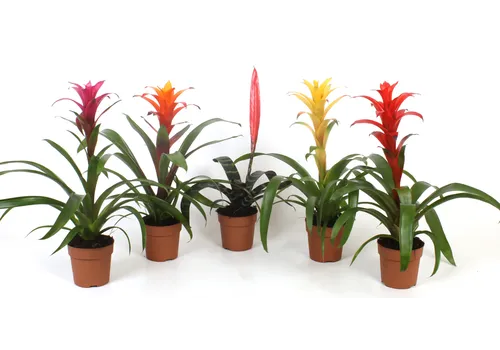 JUNAVERA Bromelia mix – per stuk, 9 cm pot