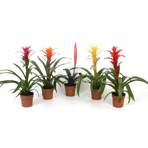 JUNAVERA Bromelia mix – per stuk, 9 cm pot