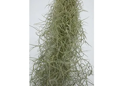 Junai.nl Tillandsia Usneoides