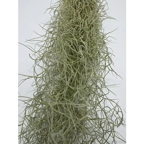 Junai.nl Tillandsia Usneoides