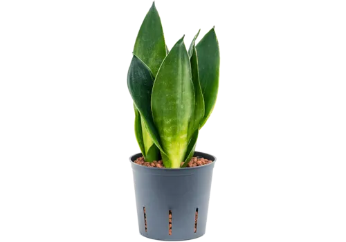 Junai.nl Sansevieria Dark Diamond | In 9 cm pot