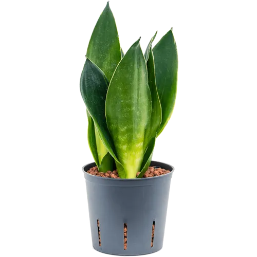Junai.nl Sansevieria Dark Diamond | In 9 cm pot