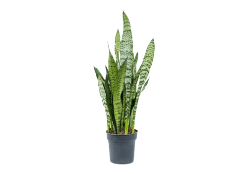 Junai.nl Sansevieria Zeylanica | In 9 cm pot