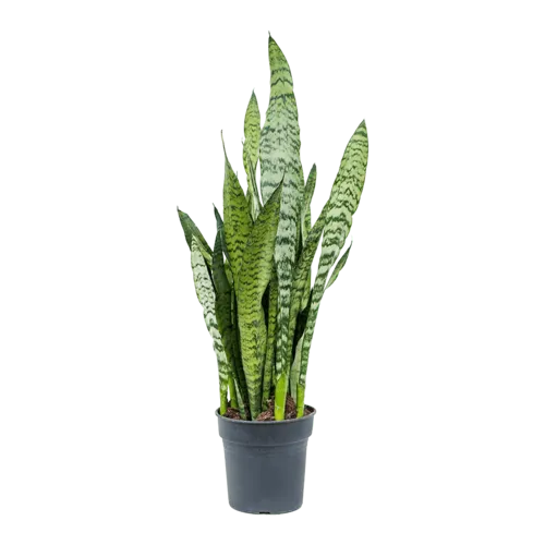 Junai.nl Sansevieria Zeylanica | In 9 cm pot