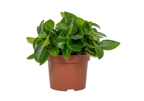 Junai.nl Peperomia Pixie | In 11 cm pot