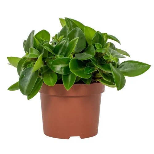 Junai.nl Peperomia Pixie | In 11 cm pot