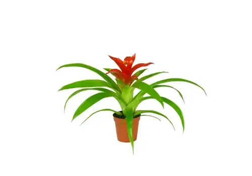 Junai.nl Guzmania Tempo | In 9 cm pot