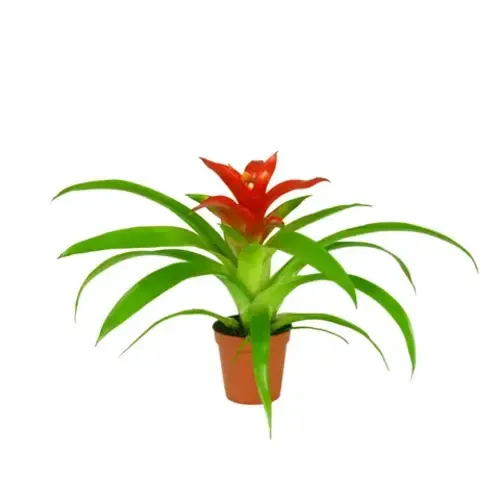 Junavera Guzmania Tempo | In 9 cm pot