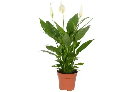 Junai.nl Spathiphyllum Alana | In 12 cm pot