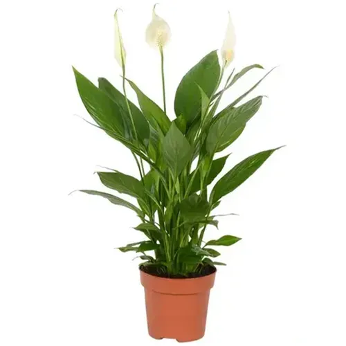 JUNAVERA Spathiphyllum Alana | In 12 cm pot