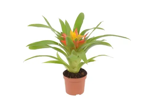 Junai.nl Guzmania Flava | In 10 cm pot