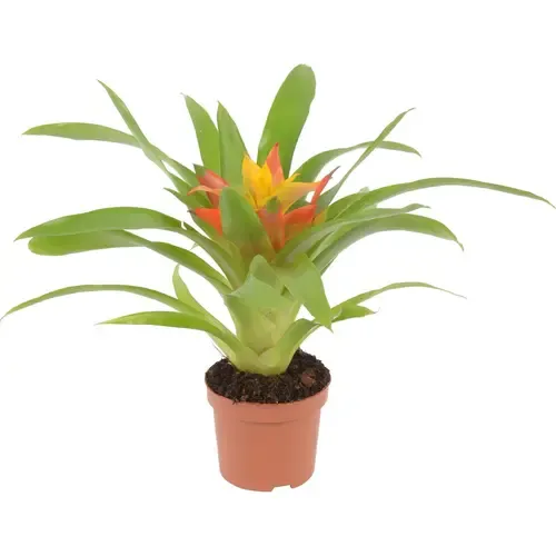 Junai.nl Guzmania Flava | In 10 cm pot