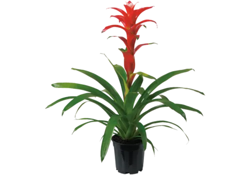 Junai.nl Guzmania Techno | In 12 cm pot