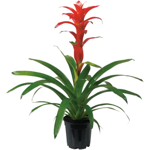 Junai.nl Guzmania Techno | In 12 cm pot