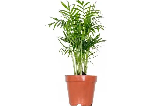Junai.nl Chamaedorea Elegans | In 14 cm pot
