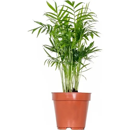 Junai.nl Chamaedorea Elegans | In 14 cm pot
