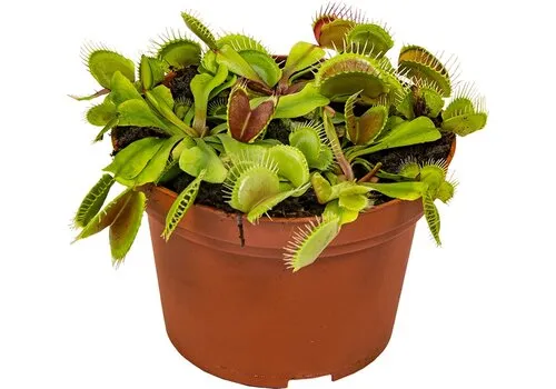 Junai.nl Dionaea Muscipula | In 12 cm pot