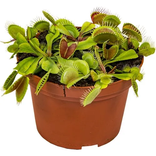 Junai.nl Dionaea Muscipula | In 12 cm pot