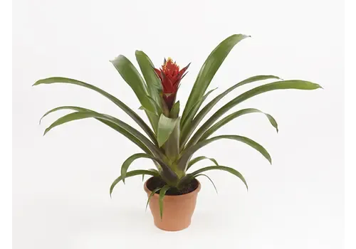 Junai.nl Guzmania Punta | In 12 cm pot