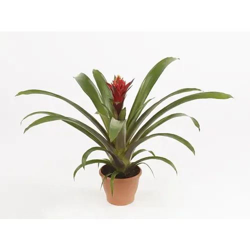Junai.nl Guzmania Punta | In 12 cm pot