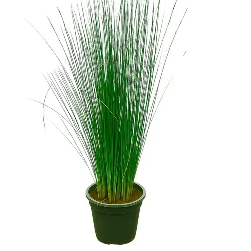 Junai.nl Juncus Pencil Grass | In 12 cm pot